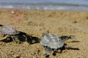 Kuşadası’nda sürpriz caretta caretta çıkışı