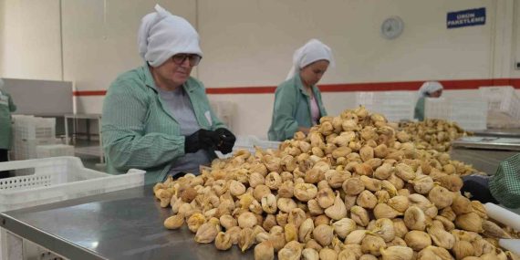 Rekoltenin yüksek olduğu incirde ihracat rekoru bekleniyor